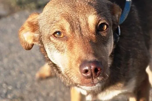 Kochana, milutka, łagodna suczka szczeniak 8 mcy ADOPCJA,  małopolskie Kraków