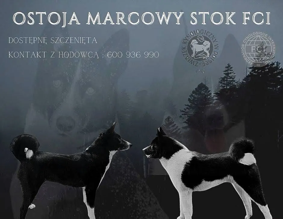 Karelski Pies na Niedźwiedzie, Podkarpackie, Pysznica