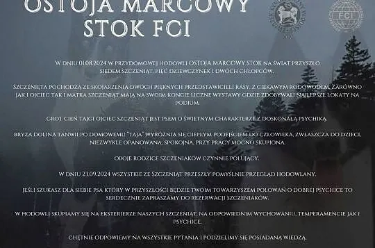 Karelski Pies na Niedźwiedzie, Podkarpackie, Pysznica
