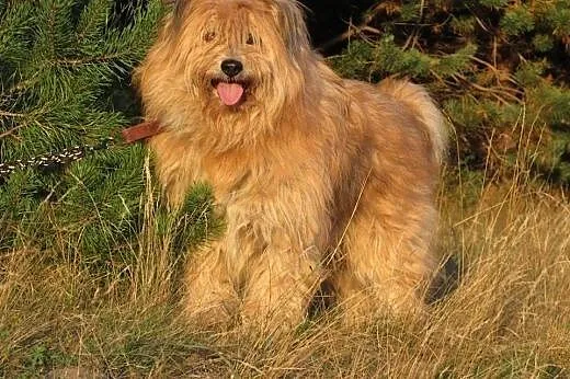 Maksiu-piękny,dostojny,adopcja!!,  świętokrzyskie 