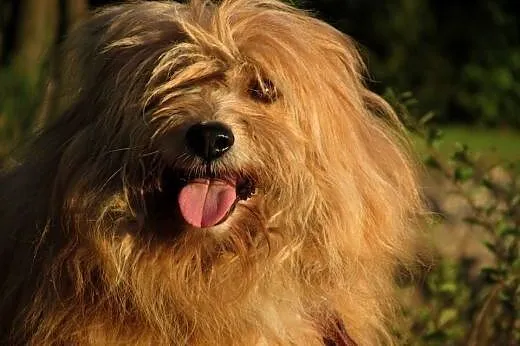 Maksiu-piękny,dostojny,adopcja!!,  świętokrzyskie 