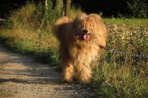 Maksiu-piękny,dostojny,adopcja!!,  świętokrzyskie 