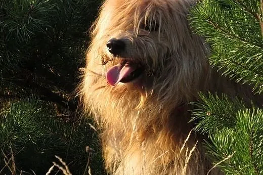 Maksiu-piękny,dostojny,adopcja!!,  świętokrzyskie 