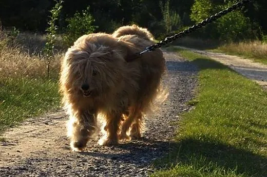 Maksiu-piękny,dostojny,adopcja!!,  świętokrzyskie 