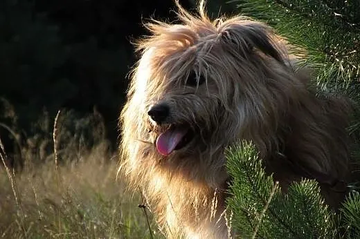 Maksiu-piękny,dostojny,adopcja!!,  świętokrzyskie 