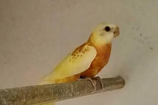 Łąkówki wspaniałe