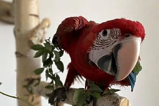 Ara Chloroptera samiec