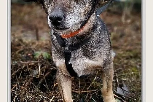 Młody,2 letni,przesympatyczny,grzeczny,łagodny,zaszczepiony piesek GACEK.Adopcja.