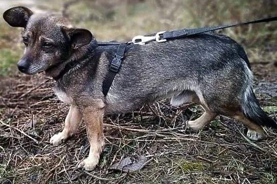 Młody,2 letni,przesympatyczny,grzeczny,łagodny,zaszczepiony piesek GACEK.Adopcja., Podkarpackie, Rzeszów