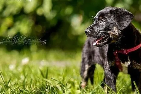 POLO - kochany 2 mies. SZCZENIAK - 3 kg MIŁOŚCI i 
