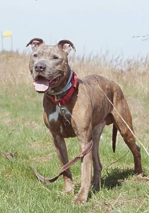 Amstaff Tajson czeka na tego właściwego człowieka,