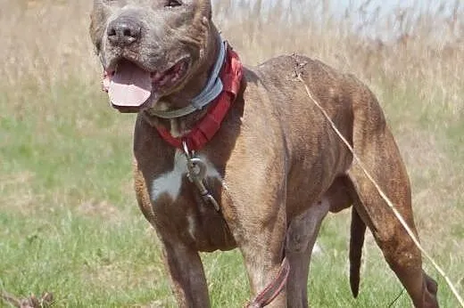 Amstaff Tajson czeka na tego właściwego człowieka,