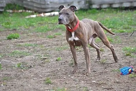 Amstaff Tajson czeka na tego właściwego człowieka,