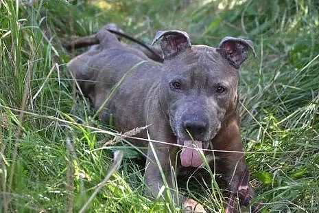 Amstaff Tajson czeka na tego właściwego człowieka,