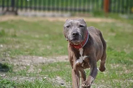 Amstaff Tajson czeka na tego właściwego człowieka,
