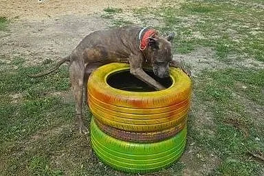 Amstaff Tajson czeka na tego właściwego człowieka,