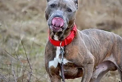 Amstaff Tajson czeka na tego właściwego człowieka,