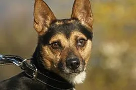Kuba :) pies, adopcja,  lubuskie Gorzów Wielkopols, Gorzów Wielkopolski