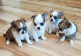 Przepiękne szczenięta chihuahua gotowe do sprzedaży w nowych domach