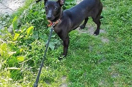 PEREŁKA-mix pinczerka,4kg,8-9 miesiecy,adopcja!!, 