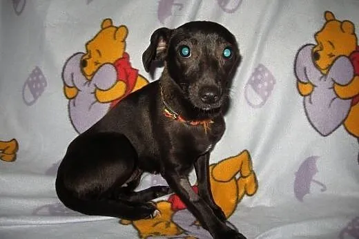 PEREŁKA-mix pinczerka,4kg,8-9 miesiecy,adopcja!!, 