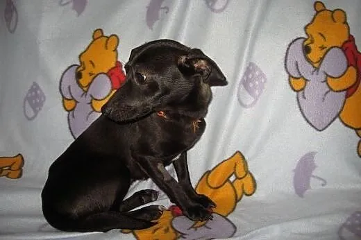 PEREŁKA-mix pinczerka,4kg,8-9 miesiecy,adopcja!!, 
