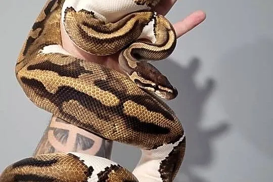 Pyton królewski samica pied