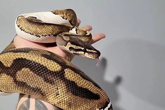 Pyton królewski samica pied, Śląskie, Zawiercie
