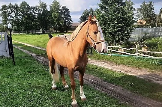 Sprzedam ogierka Rasa koń Mały, Brzeziny