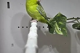 Sprzedam wrobliczki