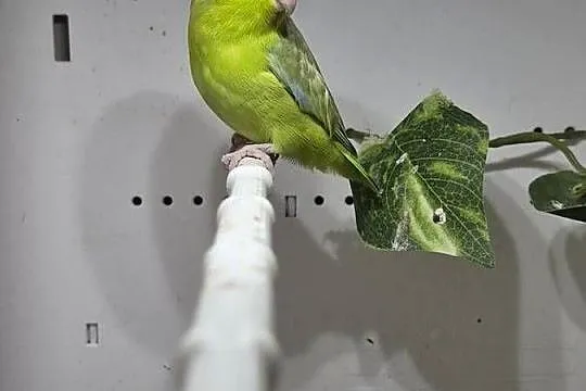 Sprzedam wrobliczki