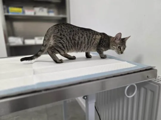 Rysia - 9 miesięczna koteczka do adopcji  Rysia to 9-miesięczna bura koteczka, która wciąż czeka na, , Warszawa