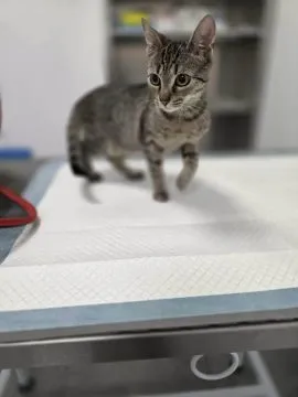 Rysia - 9 miesięczna koteczka do adopcji  Rysia to 9-miesięczna bura koteczka, która wciąż czeka na, , Warszawa