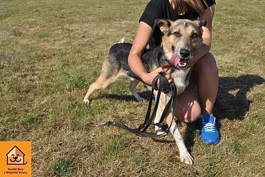 Tutek, młody, rozbrykany przystojniak adopcja