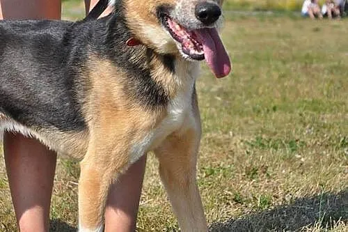 Tutek, młody, rozbrykany przystojniak adopcja