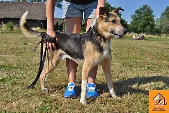 Tutek, młody, rozbrykany przystojniak adopcja