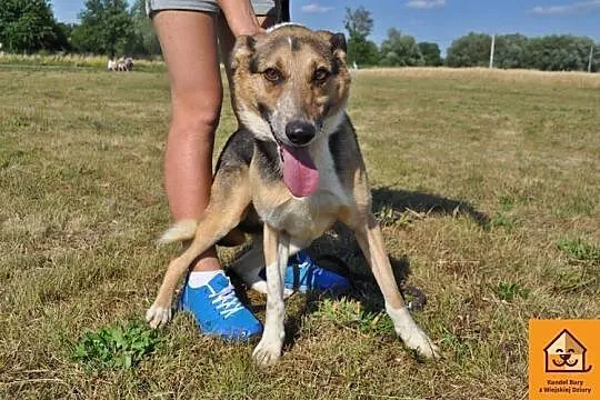 Tutek, młody, rozbrykany przystojniak adopcja