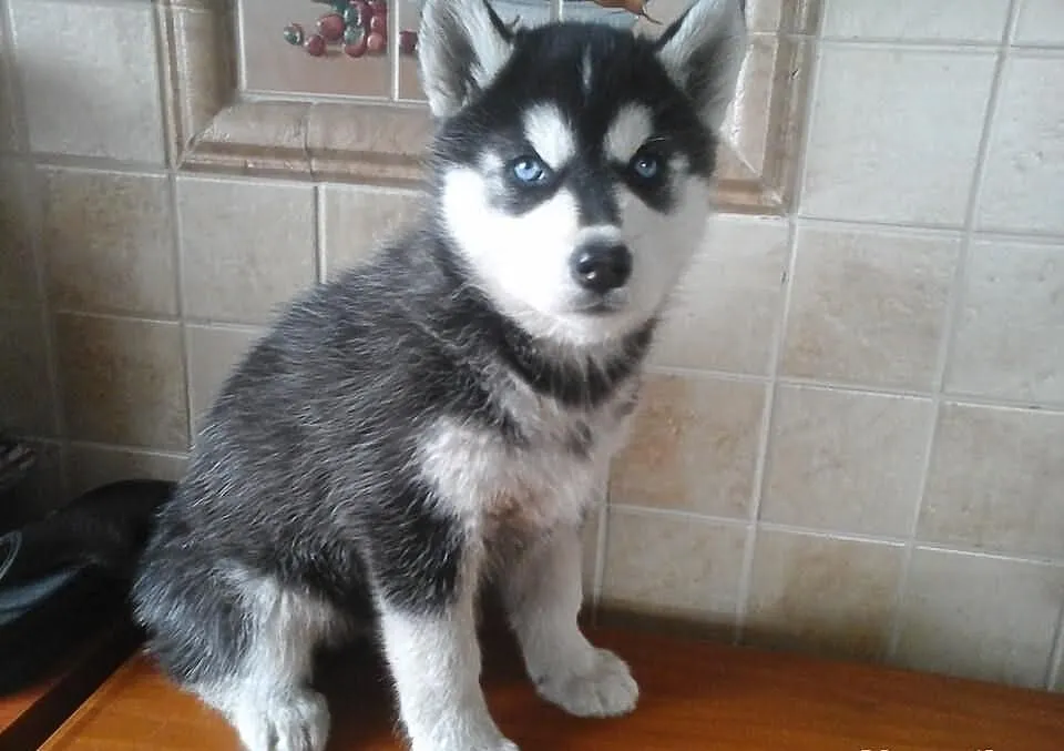 Suczka Syberian Husky. ŚLICZNA, ZOBACZ!