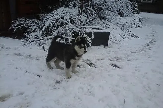 Suczka Syberian Husky. ŚLICZNA, ZOBACZ!