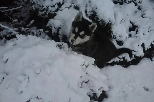 Suczka Syberian Husky. ŚLICZNA, ZOBACZ!