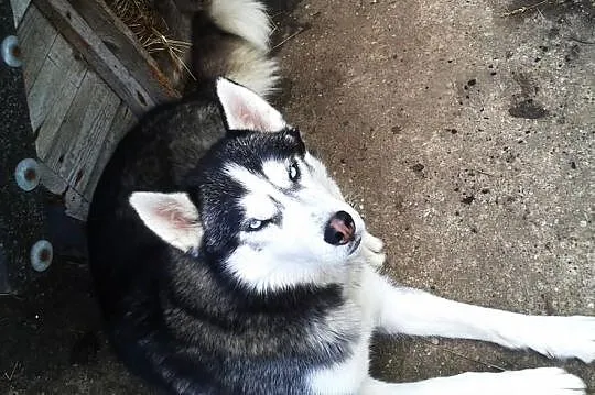 Suczka Syberian Husky. ŚLICZNA, ZOBACZ!
