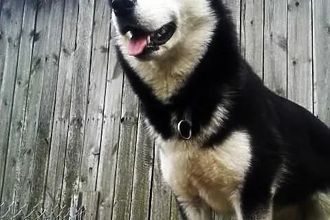 Suczka Syberian Husky. ŚLICZNA, ZOBACZ!