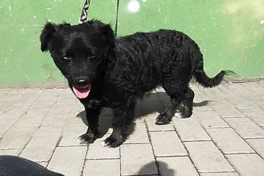 Daysie młoda sunia szuka kochającego domku!!!PILNE