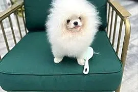 Pomeranian szpic miniaturka do 2 kg szczeniak