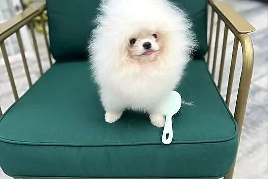 Pomeranian szpic miniaturka do 2 kg szczeniak, Wielkopolskie, Poznań