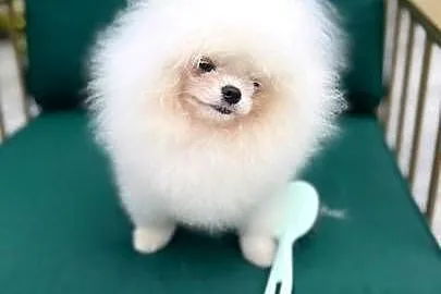 Pomeranian szpic miniaturka do 2 kg szczeniak, Wielkopolskie, Poznań