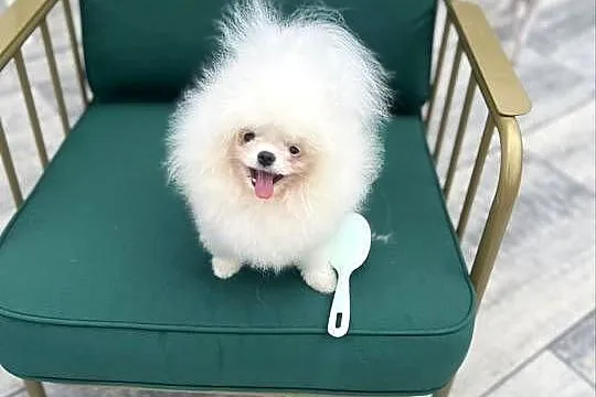 Pomeranian szpic miniaturka do 2 kg szczeniak, Wielkopolskie, Poznań