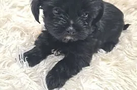 Yorkshire terrier Black mini , Kraśnik