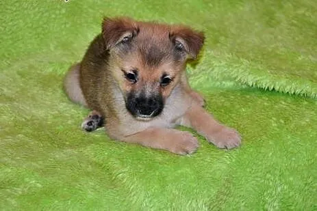 KOMU?! KOMU?! 2 msc MUMINEK CHCE DO DOMU!!!,  mazo