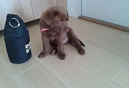 LABRADOR czekoladowy, lubelskie Świdnik